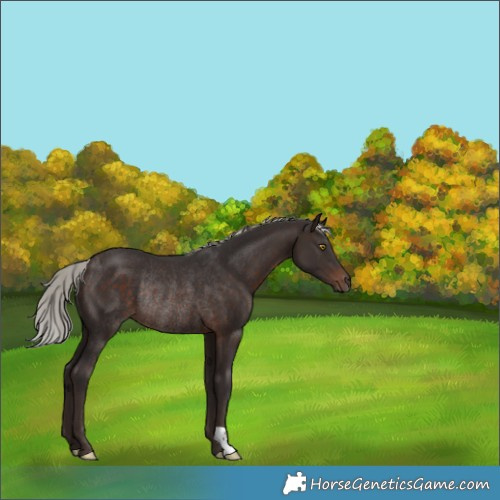 Horse Color:Silver Brown Rabicano 
