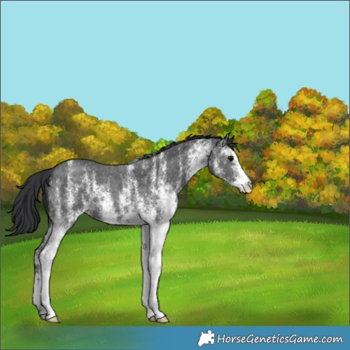 Horse Color:White Spotted Black 