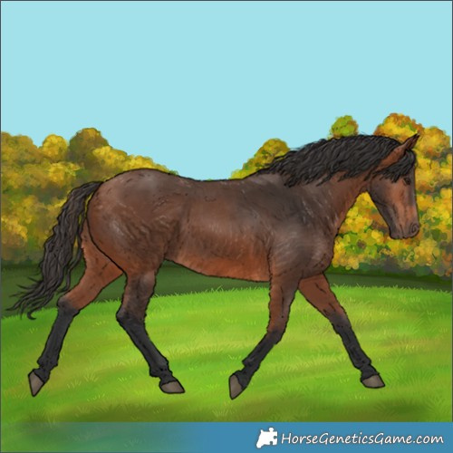 Horse Color:Bay 