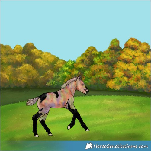 Horse Color:Void Nacre Chestnut Tobiano