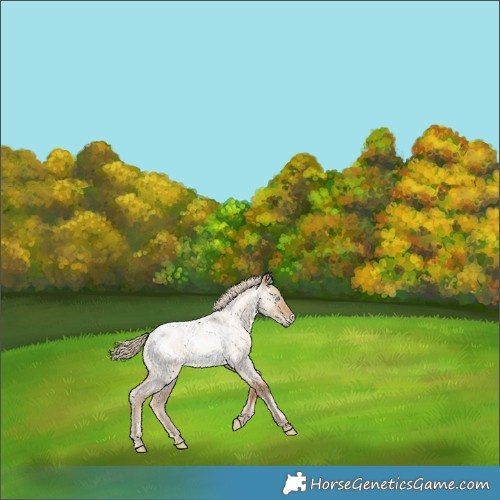 Horse Color:Gray Gold Cream Champagne Roan Pearl Dun Frame Appaloosa 