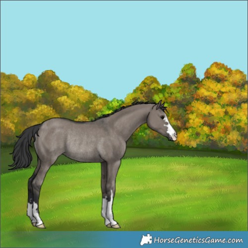 Horse Color:Grullo Rabicano 