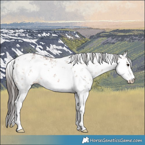 Horse Color:White Spotted Bay Dun Sabino 