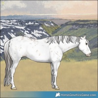 Horse Color:White Spotted Bay Dun Sabino 
