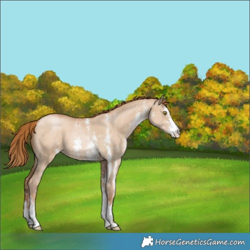 Horse Color:Red Dun Pearl Sabino 