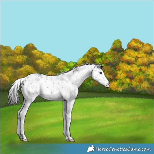 Horse Color:White Spotted Smoky Black Sabino