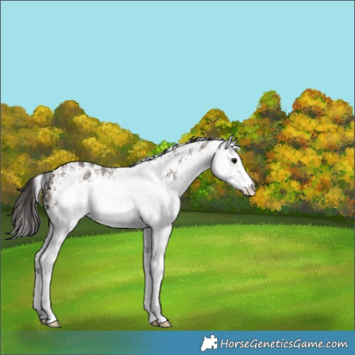 Horse Color:White Spotted Brown Rabicano 