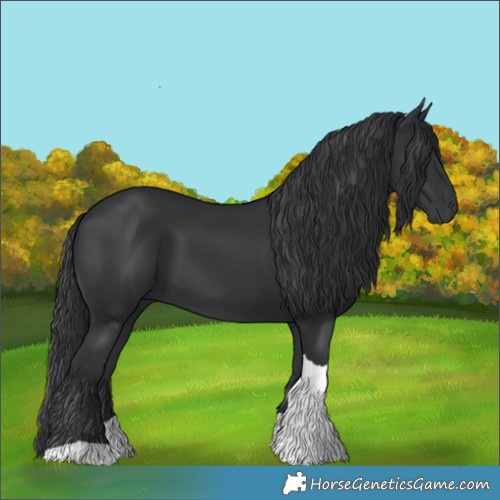Horse Color:Black Tobiano 