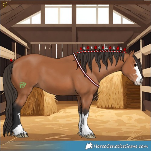 Horse Color:Bay 