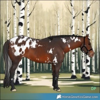 Horse Color:White Spotted Brown Blanket 