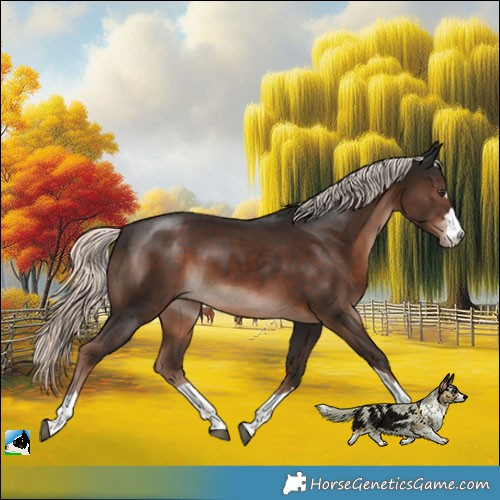Horse Color:Liver Chestnut Mushroom 
