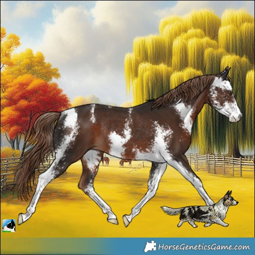 Horse Color:Liver Chestnut Sabino Rabicano 
