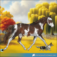 Horse Color:Liver Chestnut Sabino Rabicano 