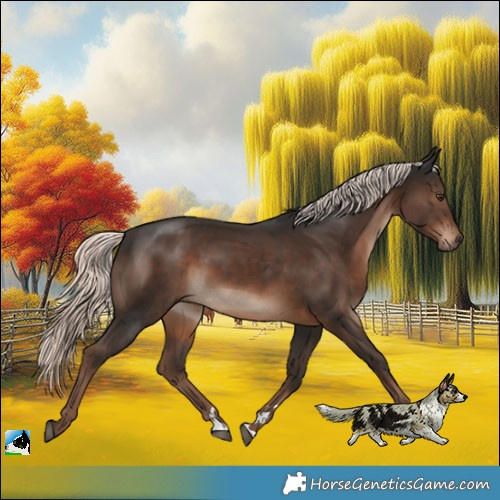 Horse Color:Liver Chestnut Mushroom Rabicano 