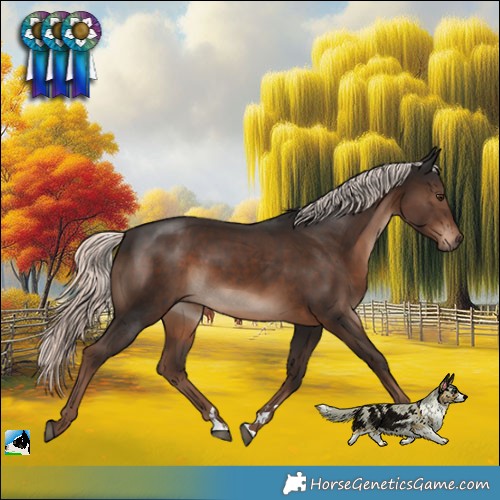 Horse Color:Liver Chestnut Mushroom Rabicano 