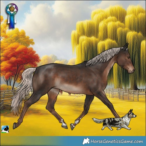 Horse Color:Liver Chestnut Mushroom Rabicano 
