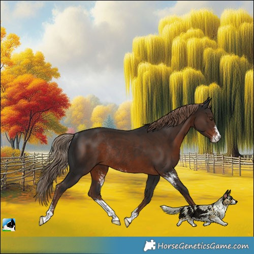Horse Color:Liver Chestnut Sabino Rabicano 