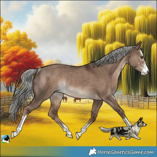 Horse Color:Liver Red Dun Mushroom Sabino Rabicano