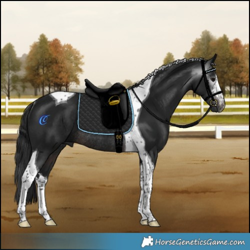 Horse Color:Gray White Spotted Brown Tobiano Rabicano