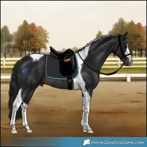 Horse Color:Gray White Spotted Brown Tobiano Rabicano 