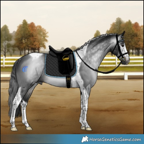 Horse Color:Gray White Spotted Brown Tobiano Rabicano 
