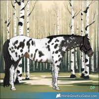 Horse Color:Gray Buckskin Tobiano Near Leopard