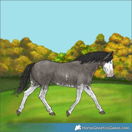 Horse Color:Grullo Sabino Splash  and Grullo Sabino Splash 