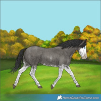 Horse Color:Grullo Sabino Splash  and Grullo Sabino Splash 
