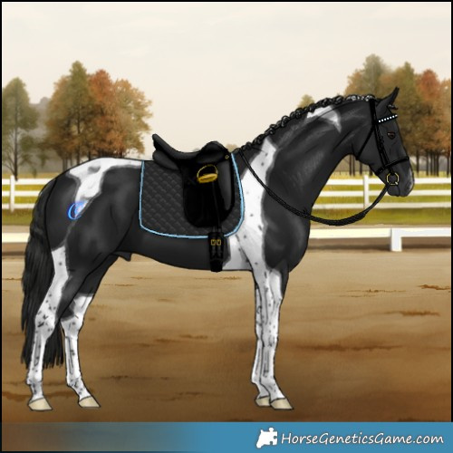 Horse Color:Gray Smoky Black Tobiano 