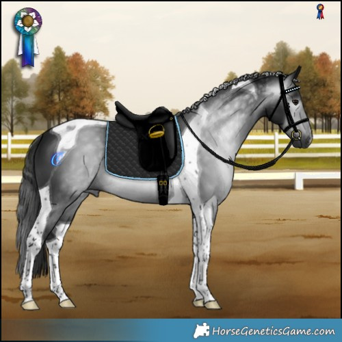 Horse Color:Gray Smoky Black Tobiano 