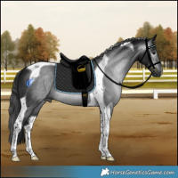 Horse Color:Gray Smoky Black Tobiano