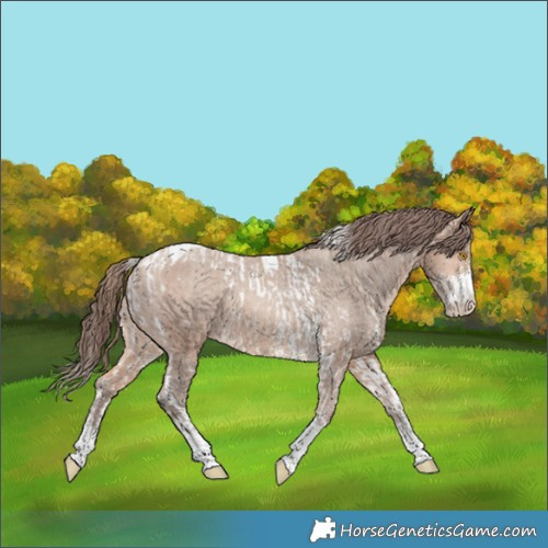 Horse Color:Amber Champagne Sabino Tobiano Appaloosa and Amber Champagne Sabino Tobiano Appaloosa