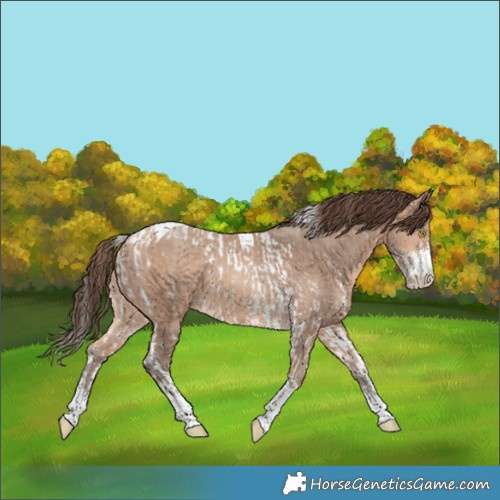 Horse Color:Amber Champagne Sabino Tobiano Appaloosa  and Amber Champagne Sabino Tobiano Appaloosa 