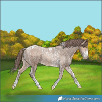 Horse Color:Amber Champagne Sabino Tobiano Varnish  and Amber Champagne Sabino Tobiano Varnish 