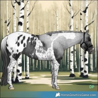 Horse Color:Gray Brown Tobiano Blanket Rabicano 