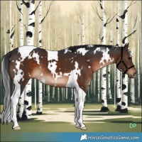 Horse Color:White Spotted Brown Tobiano 