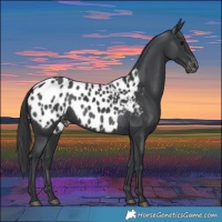 Horse Color:Black Appaloosa 