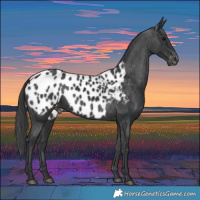 Horse Color:Black Appaloosa