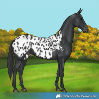 Horse Color:Black Appaloosa 