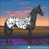 Horse Color:Black Appaloosa 