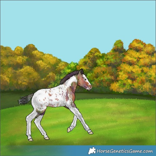 Horse Color:Gray Nacre Bay Dun Splash Tobiano Appaloosa 