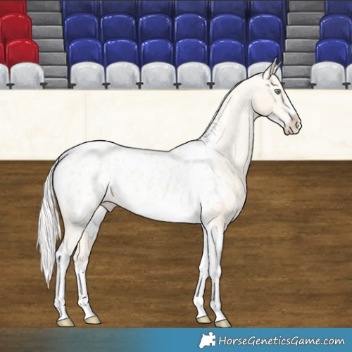 Horse Color:Silver Amber Cream Champagne Tobiano Frame Appaloosa 