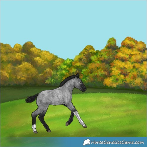 Horse Color:Gray Blue Roan Tobiano 