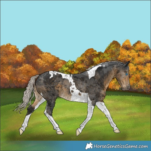 Horse Color:Gray Silver Smoky Black Merle Tobiano Appaloosa 