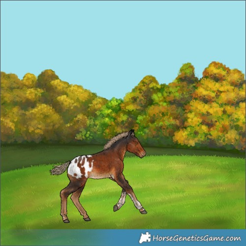 Horse Color:Gray Chocolate Palomino Tobiano Appaloosa