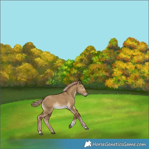 Horse Color:Gray Chocolate Palomino Dun Tobiano