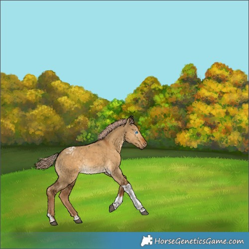 Horse Color:Gray Chocolate Palomino Dun Tobiano Appaloosa 