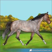 Horse Color:Bay Roan 
