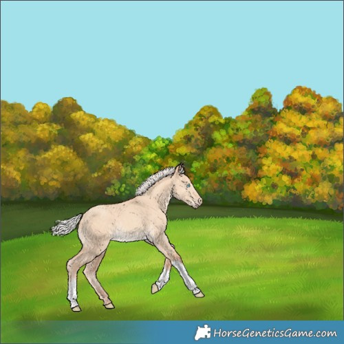 Horse Color:Gray Silver Perlino Dun Tobiano 