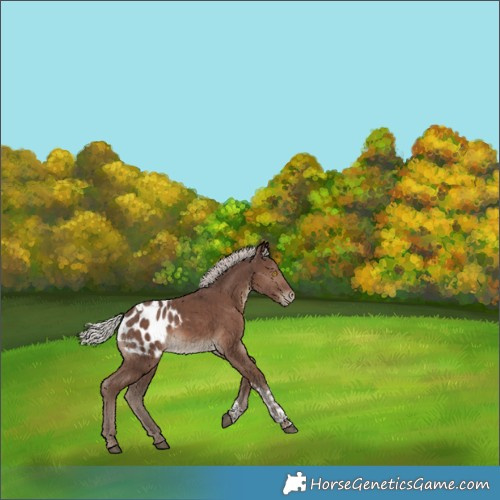 Horse Color:Silver Black Tobiano Appaloosa 